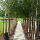 Foto zu Birkenhof: Frisch gepflanzte Birkenalle