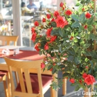 Foto zu Restaurant Akropolis: 