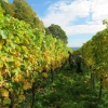 Neu bei GastroGuide: Weingut Sankt Annaberg & Restaurant Sankt Annagut