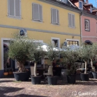 Foto zu Restaurant Mediterrane: 