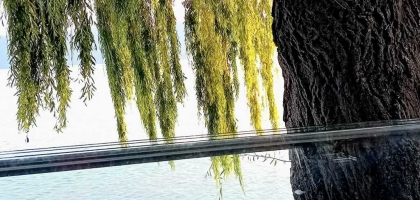 Bild von Ristorante Riva