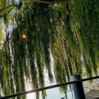 Foto zu Ristorante Riva: 