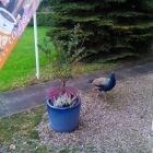 Foto zu Parkbistro und Café Wulfshagen Inh. R. Gernandt: 