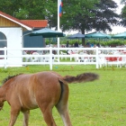 Foto zu Gartencafé Himbeerhof Steinwehr: 