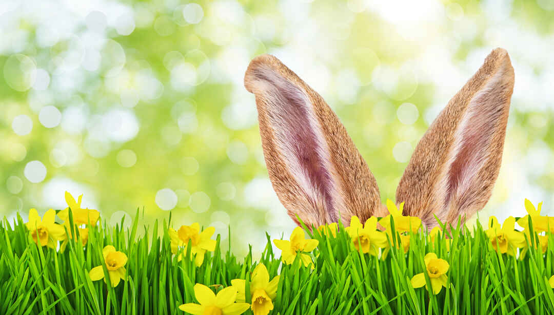 Bild zur Nachricht von Op'n Diek