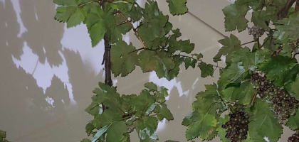 Fotoalbum: User Fotos