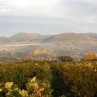 Foto zu Weingut Dr. Steiner: 