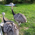 Foto zu Bistro in der Straußenfarm Ostseeblick: 
