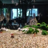 Neu bei GastroGuide: Asia Restaurant Han Palast Ebersbach