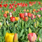 Foto zu Hof Hagedorn: Tulpen zum Selberschneiden - Ein Highlight im Frühjahr.