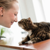 Neu bei GastroGuide: Café Katzentempel