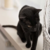Neu bei GastroGuide: Café Katzentempel