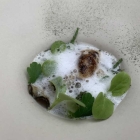 Foto zu Coeur D‘Artichaut - Restaurant: 19.7.25 das komplette Juli Menü