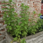 Foto zu Restaurant il villaggio: 