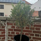 Foto zu Restaurant il villaggio: 