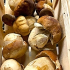 Foto zu La Cucina PAPANINO: 