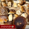 Neu bei GastroGuide: La Cucina PAPANINO