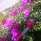 Foto zu Brombeerschenke: gepflegte Gartenterrasse