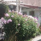 Foto zu Das kleine Gartencafé: Phlox in voller Blüte